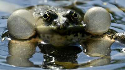Amphibien und Reptilien in Deutschland am st&auml;rksten im Bestand gef&auml;hrdet