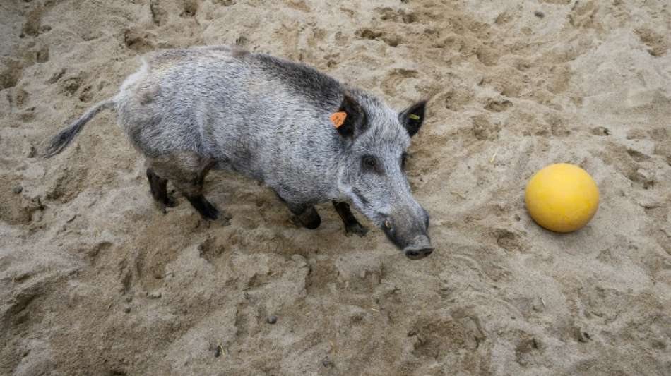 Wildschwein randaliert in Mehrfamilienhaus in Darmstadt