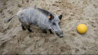 Wildschwein randaliert in Mehrfamilienhaus in Darmstadt