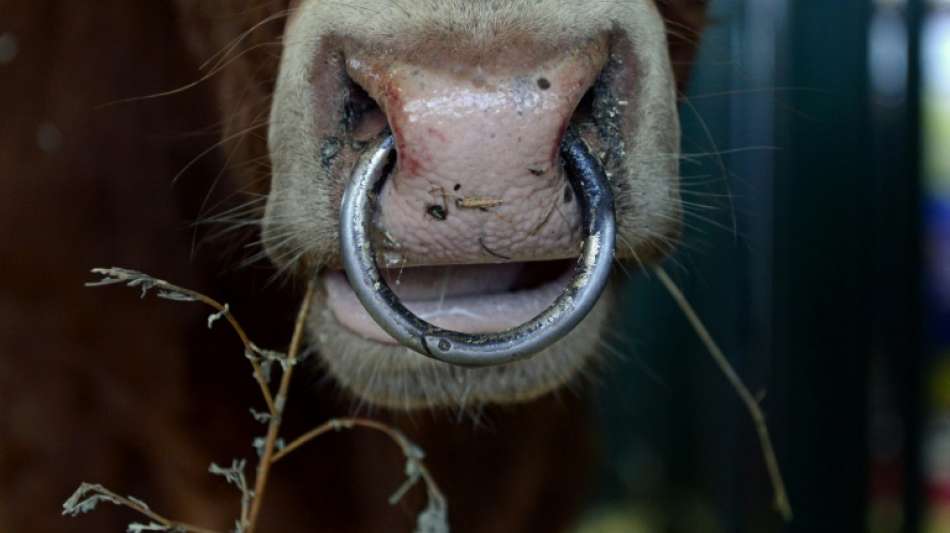 Landwirt in Baden-W&uuml;rttemberg von Stier auf die H&ouml;rner genommen