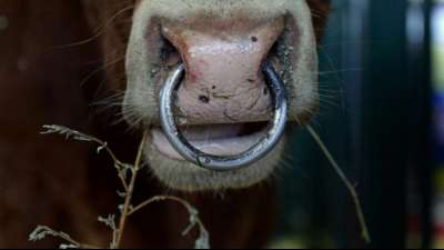 Landwirt in Baden-W&uuml;rttemberg von Stier auf die H&ouml;rner genommen