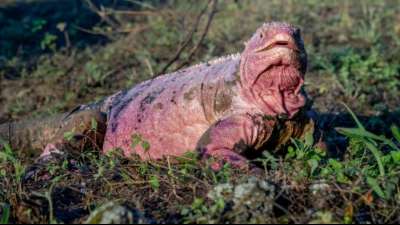 Nur noch 211 rosafarbene Leguane auf Gal&aacute;pagos-Inseln
