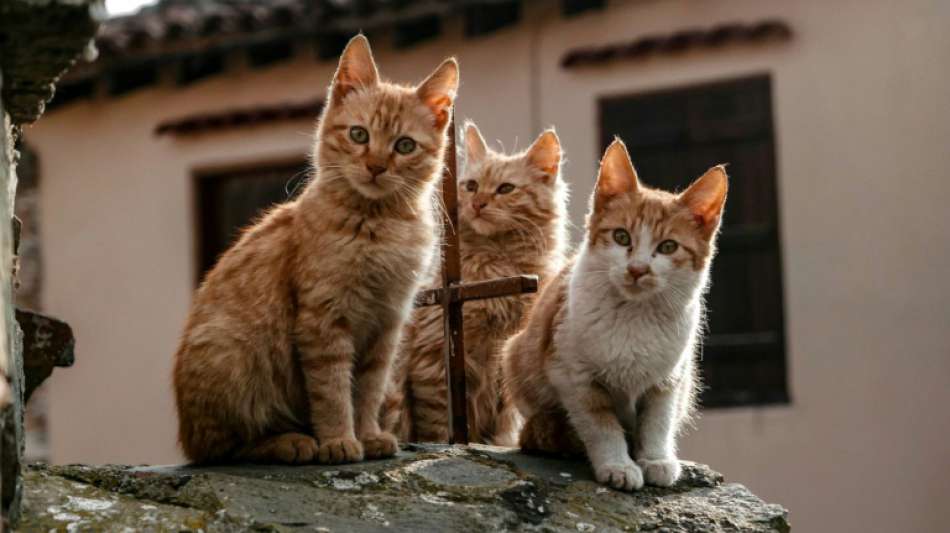 Fast 35 Millionen Tiere lebten 2020 in Deutschlands Haushalten