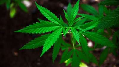 Zoll gelingt bisher gr&ouml;&szlig;ter Fund von Cannabissamen am Flughafen K&ouml;ln-Bonn