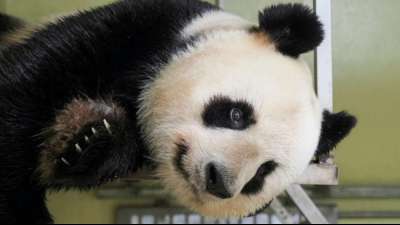 Pandadame Huan Huan in franz&ouml;sischem Zoo ist tr&auml;chtig