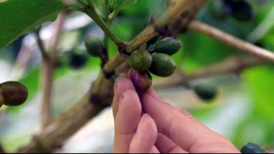 Corona-Krise belastet auch Fairtrade-Industrie