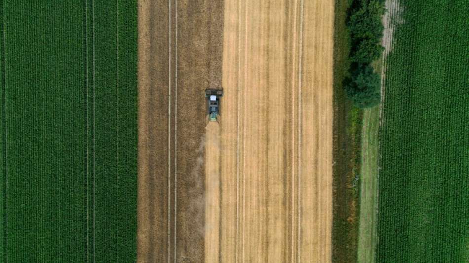 Kartoffelernte f&auml;llt 2021 geringer aus als im Vorjahr