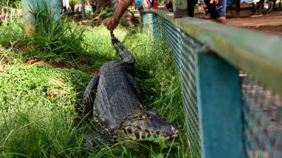 Entlaufene Kaimane erschrecken Stadtbewohner in Paraguay