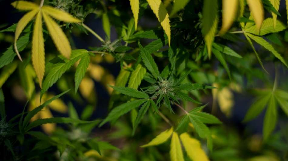 FDP pl&auml;diert f&uuml;r Vorsicht bei der Legalisierung von Cannabis 