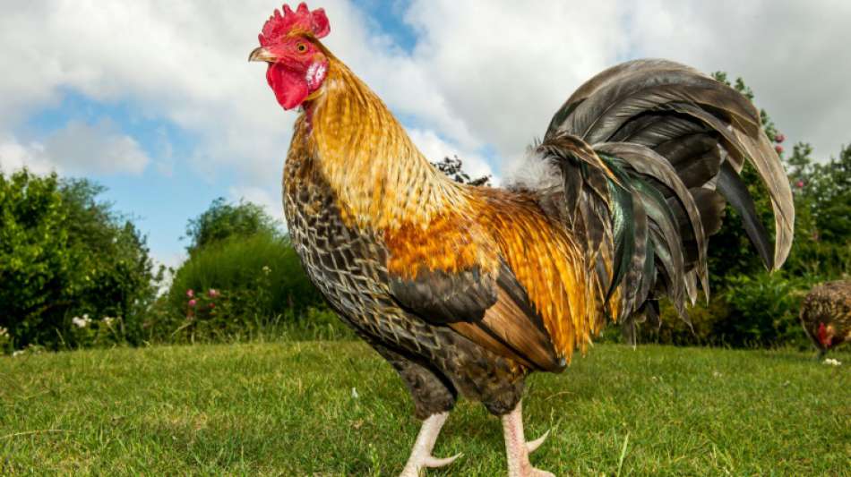 Hahnenschrei und Schafsbl&ouml;ken werden in Frankreich Kulturerbe
