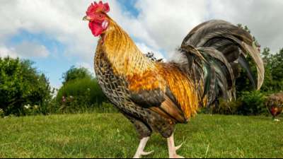 Hahnenschrei und Schafsbl&ouml;ken werden in Frankreich Kulturerbe