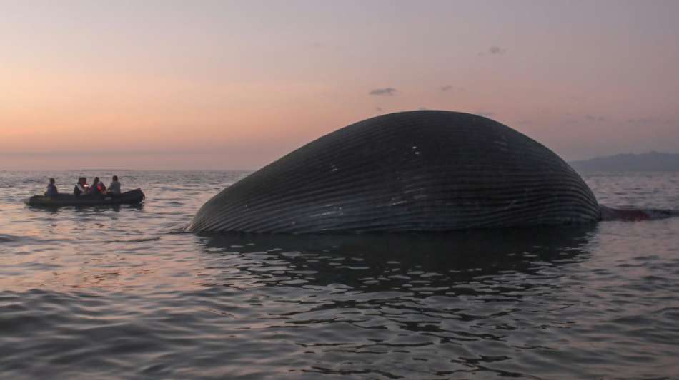 Riesiger toter Wal an Strand in Indonesien angeschwemmt