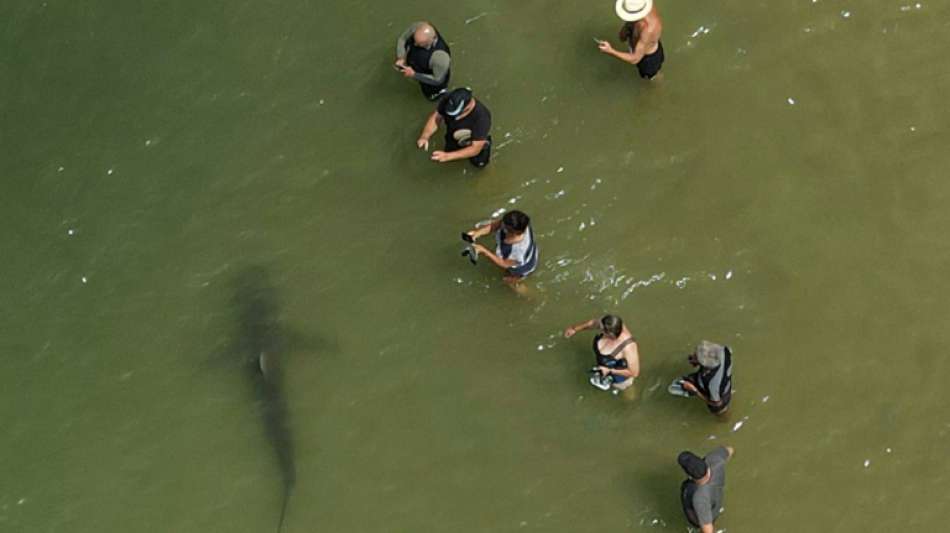 Dutzende Haie sorgen vor israelischer K&uuml;ste f&uuml;r Aufsehen