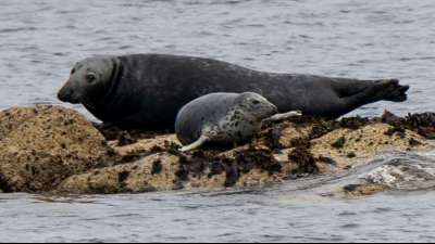 Erneut mehr Kegelrobben im Wattenmeer der Nordsee geboren