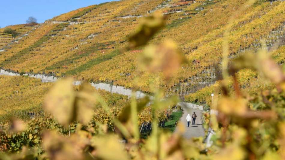 Weinernte in diesem Jahr etwas besser als 2020