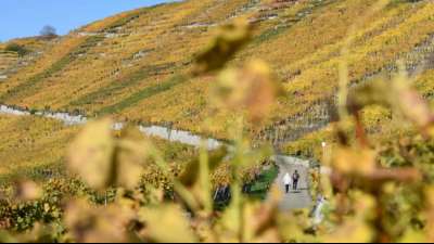 Weinernte in diesem Jahr etwas besser als 2020