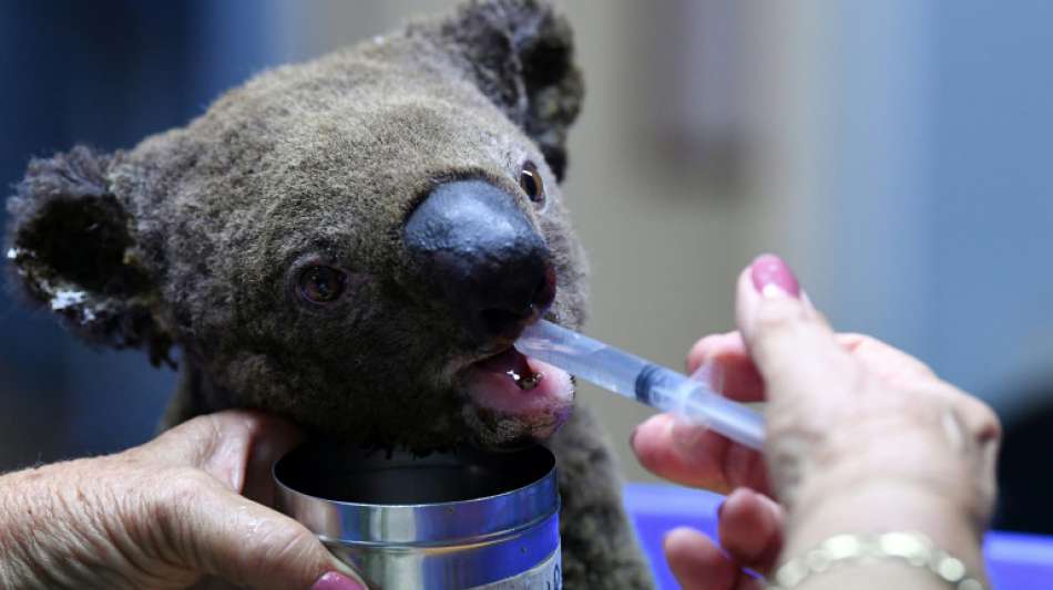 Zehntausende Koalas fallen verheerenden Buschbränden in Australien zum Opfer