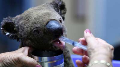 Zehntausende Koalas fallen verheerenden Buschbränden in Australien zum Opfer
