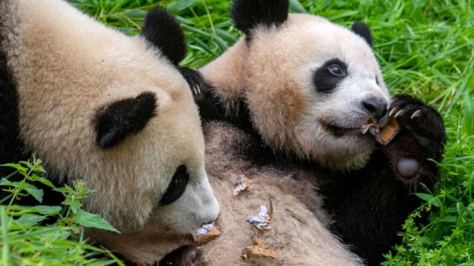 Berliner Pandazwillinge werden von ihrer Mutter entw&ouml;hnt