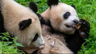 Berliner Pandazwillinge werden von ihrer Mutter entw&ouml;hnt