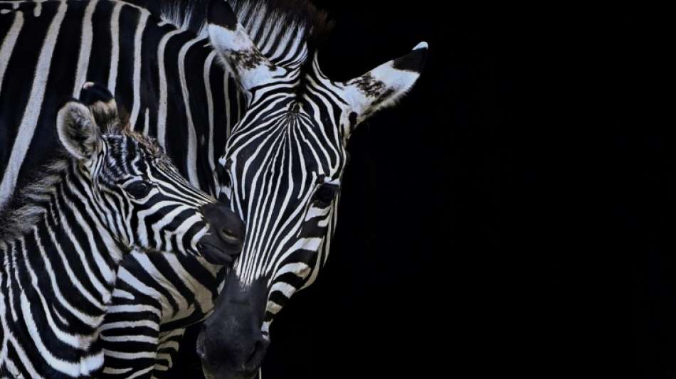 USA: Zebras nach Monaten auf der Flucht wieder eingefangen