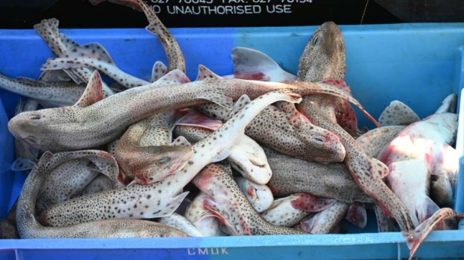 EU hofft auf Lösung im Fischerei-Streit zwischen Frankreich und Großbritannien