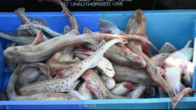 EU hofft auf L&ouml;sung im Fischerei-Streit zwischen Frankreich und Gro&szlig;britannien