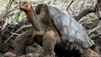 Verwandte Art von ausgestorbener Riesenschildkröte auf Galápagos-Inseln entdeckt