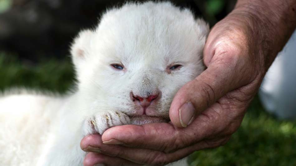 Von der Mutter verstoßen: Spaniens erstes weißes Löwenjunges geboren