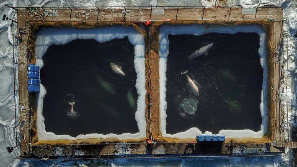 Moskau will Walfang für Aquarien und Wasserparks verbieten