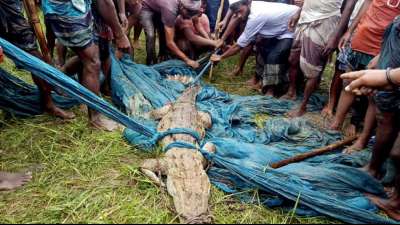 Als ausgestorben geltendes Sumpfkrokodil in Bangladesch eingefangen