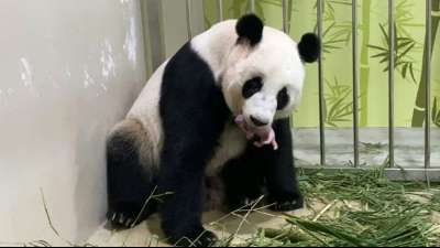 Zoo des Stadtstaats: Erstmals Panda-Nachwuchs in Singapur