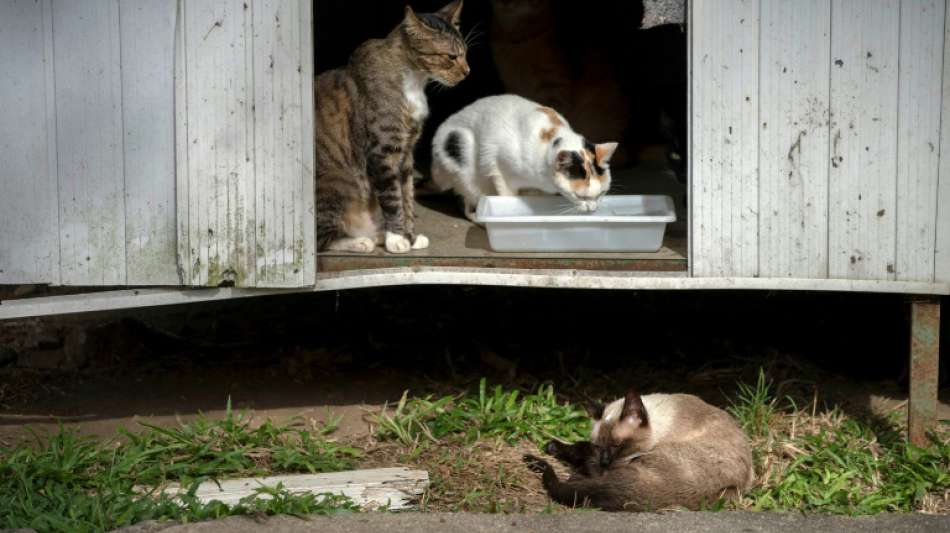 Weniger Berliner Katzen landen in Corona-Krise im Tierheim