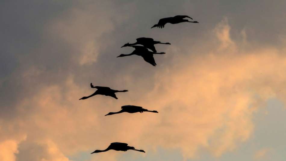 Tschechien: Tausende H&uuml;hner zu Vogelgrippe-Ausbruch entsorgt