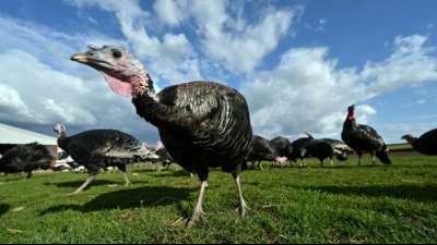 In Gro&szlig;britannien fehlen auch 15.000 Metzger - Sorge um den Weihnachtsbraten