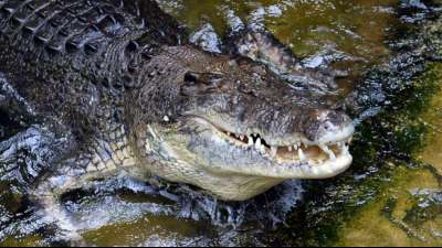 Krokodil ist Zootier des Jahres 2021