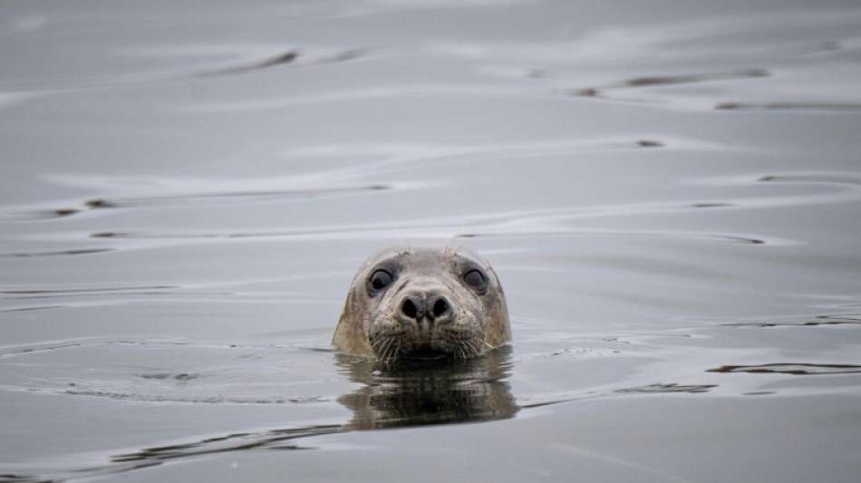 Im deutschen Wattenmeer leben etwa rund 40.000 Seehunde