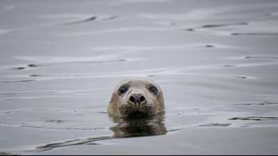 Im deutschen Wattenmeer leben etwa rund 40.000 Seehunde