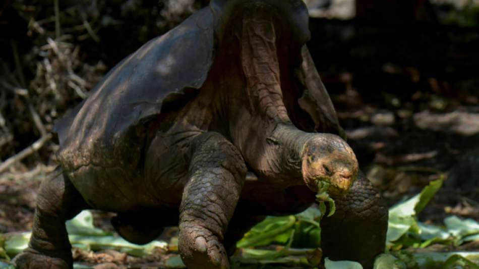 Riesenschildkröte Diego nach Rettung seiner Gattung wieder zurück in der Heimat