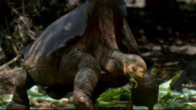 Riesenschildkröte Diego nach Rettung seiner Gattung wieder zurück in der Heimat