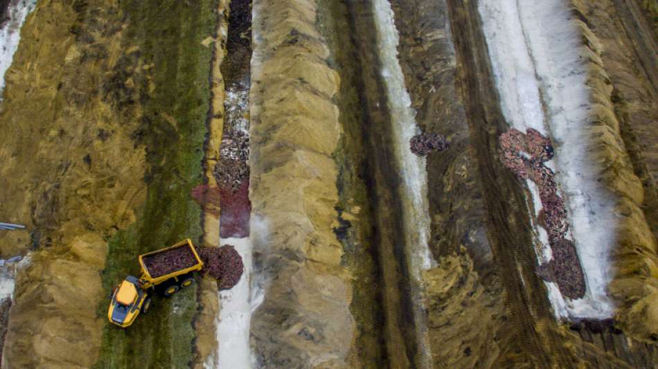 D&auml;nemark schlie&szlig;t T&ouml;tung von 15 Millionen Nerzen wegen Corona-Pandemie ab