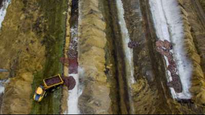 D&auml;nemark schlie&szlig;t T&ouml;tung von 15 Millionen Nerzen wegen Corona-Pandemie ab