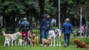Mais où est donc "Bouton?": la Colombie s'émeut des vols de chiens