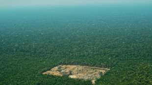 Amazonas-Abholzung in Brasilien erreicht erneut neuen Höchstwert
