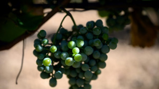 Frankreich erwartet in diesem Jahr durchschnittliche Weinlese