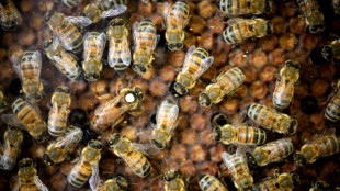 Abeilles et pesticides: la science face au retour possible des n&eacute;onicotino&iuml;des 