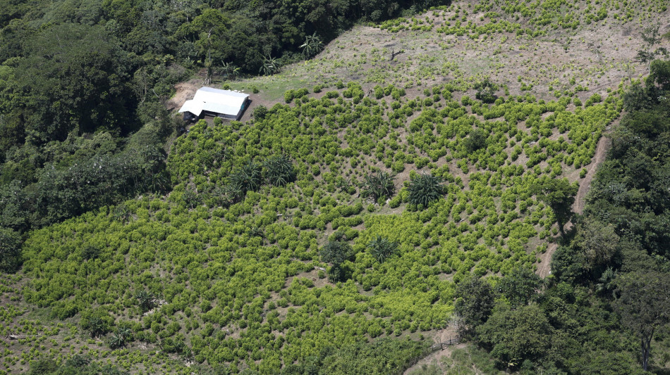 La Colombia apre alle fumigazioni per eradicare le piante di coca