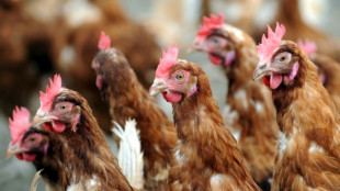 En Alsace, distribution gratuite de poules anti-gaspi