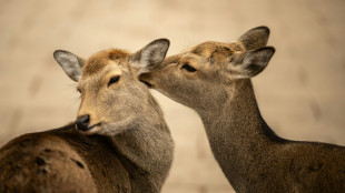 Au Japon, une association veut sauver les cerfs des d&eacute;chets plastiques