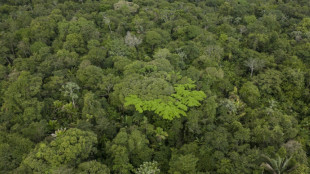 La Amazon&iacute;a brasile&ntilde;a registra fuerte ca&iacute;da de la deforestaci&oacute;n en febrero